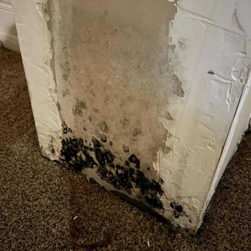 Professional Mold Removal in Chinatown, CA